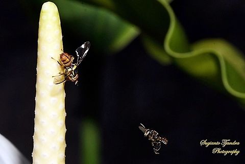An Oriental fruit fly, Bactrocera Dorsalis n a Stingless Honey Bee, Meliponini  Bactrocera dorsalis,Geotagged,Indonesia,Oriental Fruit Fly,Spring