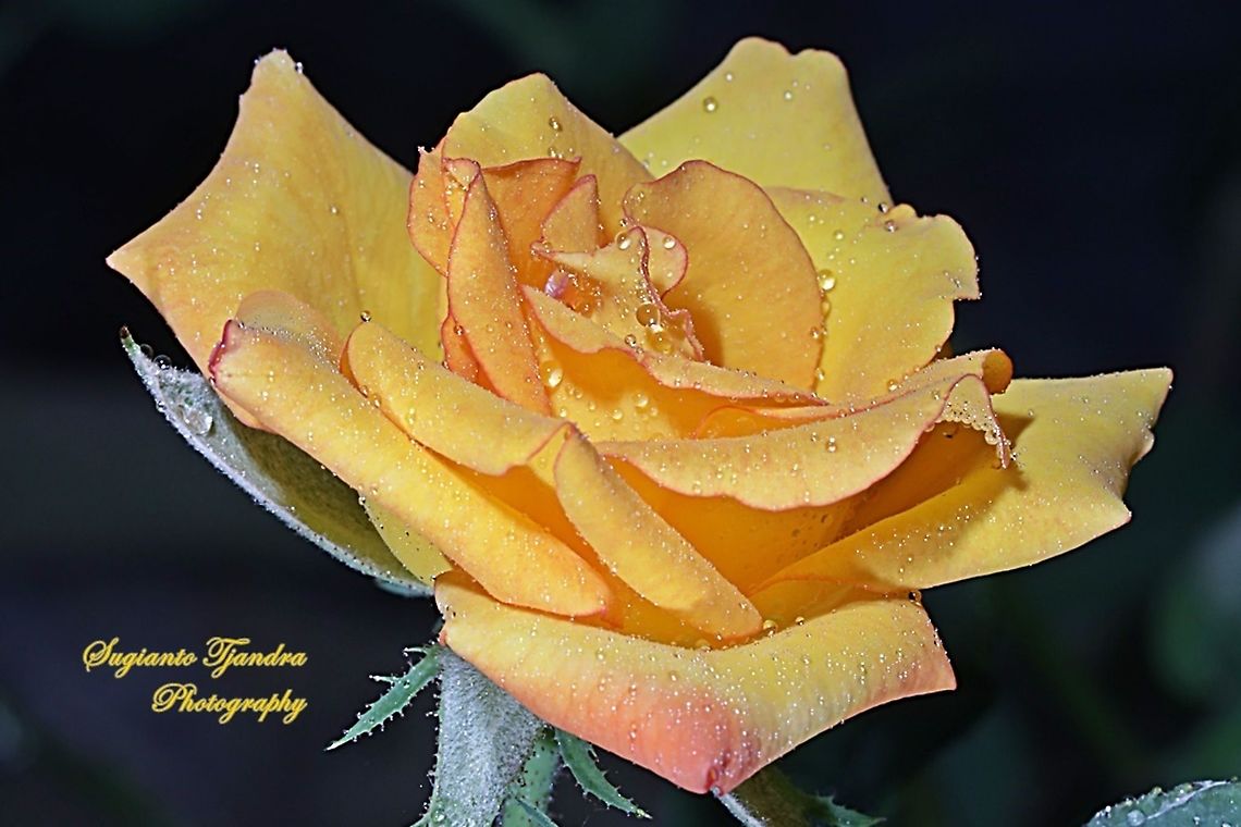 Rose  Geotagged,Indonesia,Spring