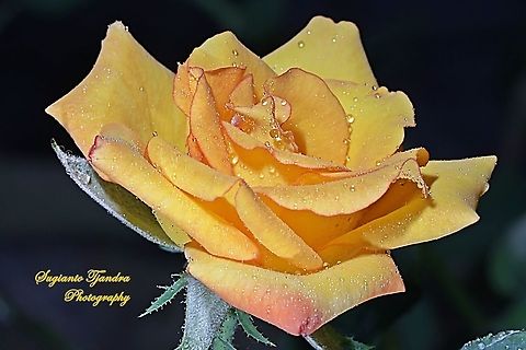 Rose  Geotagged,Indonesia,Spring