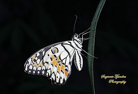 Common Lime butterfly (Papilio demoleus)  Common Lime Butterfly,Geotagged,Indonesia,Papilio demoleus,Spring