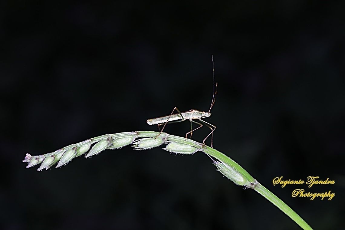 Rice field bug  Geotagged,Indonesia,Spring