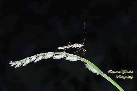 Rice field bug  Geotagged,Indonesia,Spring