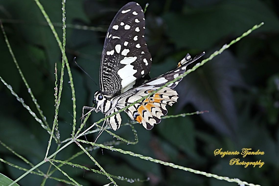 Common Lime butterfly (Papilio demoleus)  Common Lime Butterfly,Geotagged,Indonesia,Papilio demoleus,Spring