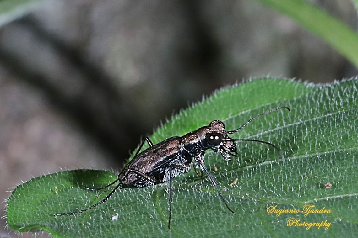 Brown Tiger Beetle  Geotagged,Indonesia,Spring