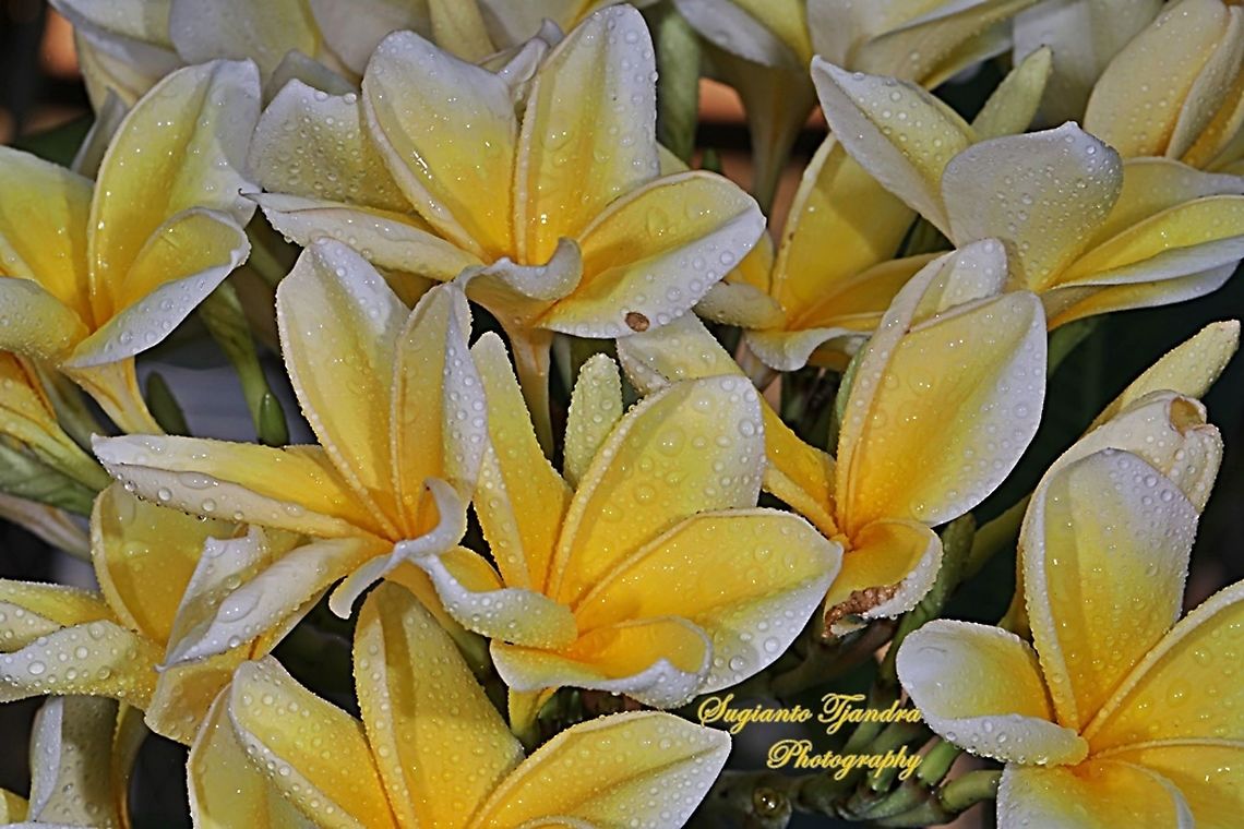 Bunga Kamboja/Plumeria (Apocynaceae)  Geotagged,Indonesia,Spring