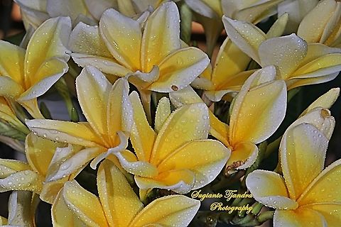 Bunga Kamboja/Plumeria (Apocynaceae)  Geotagged,Indonesia,Spring