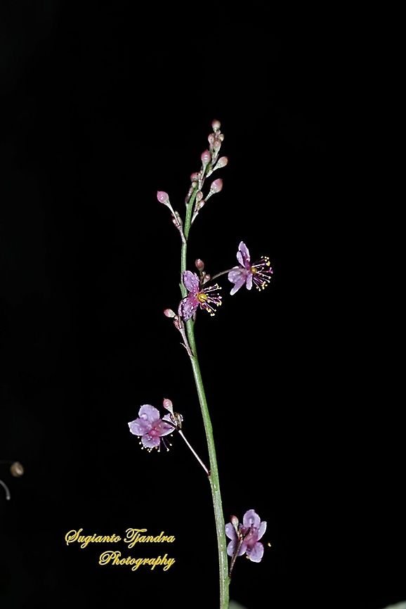 Ginseng Variegata, Talinum triangulare (Portulacaceae)  Geotagged,Indonesia,Spring,Talinum fruticosum