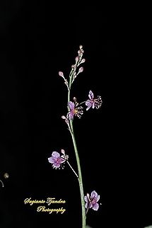 Ginseng Variegata, Talinum triangulare (Portulacaceae)  Geotagged,Indonesia,Spring,Talinum fruticosum