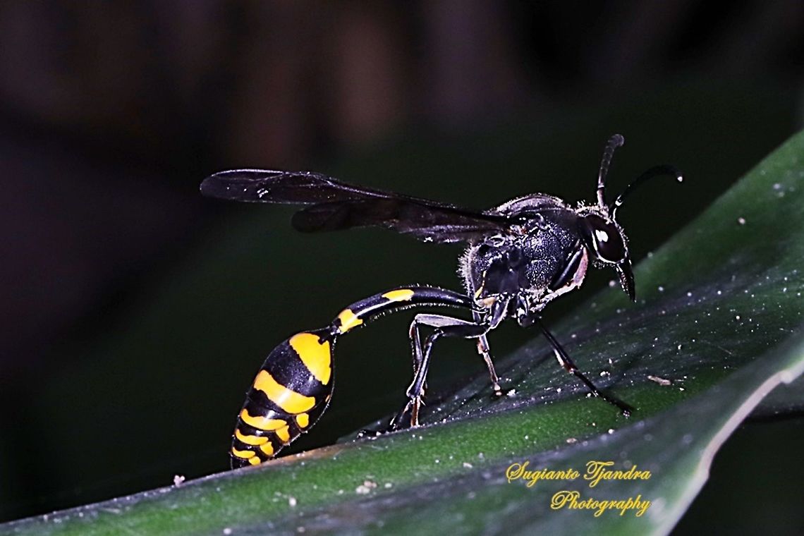 Tiger Potter Wasp, Vespidae  Geotagged,Indonesia,Spring