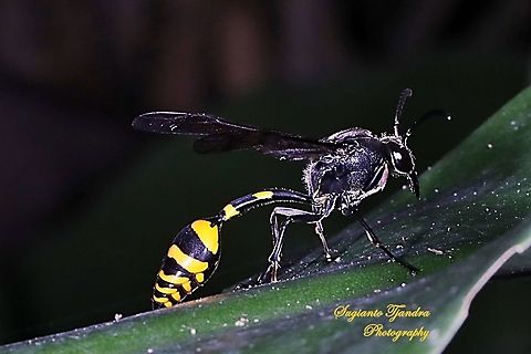 Tiger Potter Wasp, Vespidae  Geotagged,Indonesia,Spring