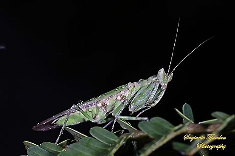 Flower mantis - Creobroter Sp  Geotagged,Indonesia,Spring