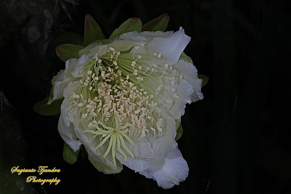 Night Blooming Cereus cactus flower  Geotagged,Indonesia,Spring