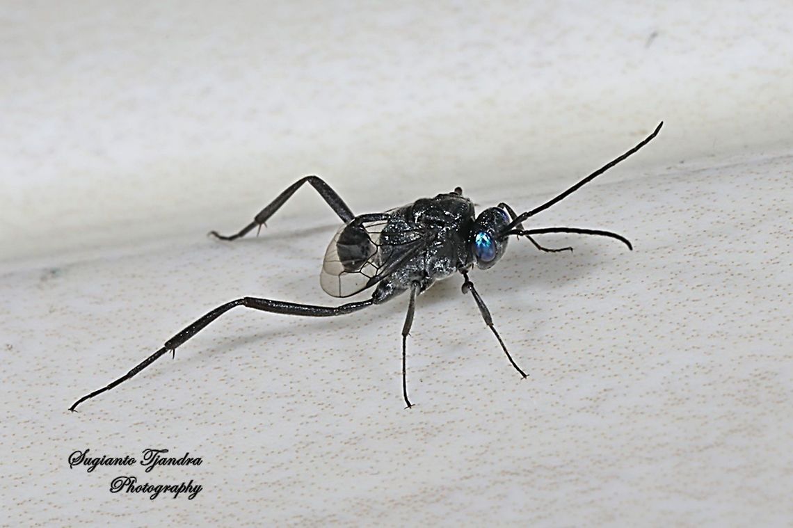 Ensign Wasp, Evania appendigaster, Evaniidae  Evania appendigaster,Evonia appendigaster,Geotagged,Indonesia,Spring