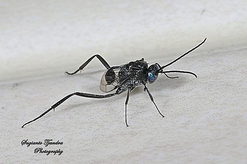 Ensign Wasp, Evania appendigaster, Evaniidae  Evania appendigaster,Evonia appendigaster,Geotagged,Indonesia,Spring