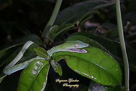 Green vine snake, Ahaetulla nasuta  Ahaetulla nasuta,Geotagged,Green vine snake or Long-nosed whip snake,Indonesia,Spring