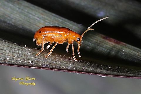 Orange leaf beetle  Geotagged,Indonesia,Spring
