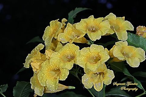 Yellow trumpetbush/Tecoma stans, Bignoniaceae  Geotagged,Indonesia,Spring,Tecoma stans,Yellow Trumpetbush