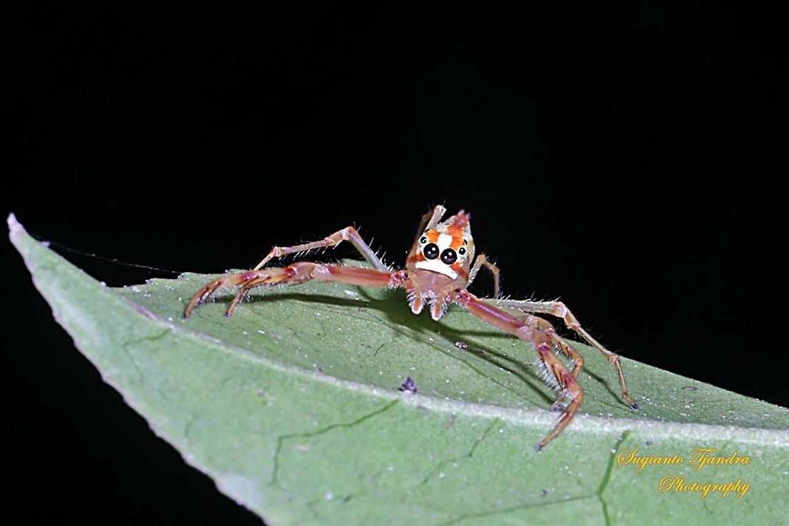 Jumping Spider  Geotagged,Indonesia,Spring,Viciria praemandibularis