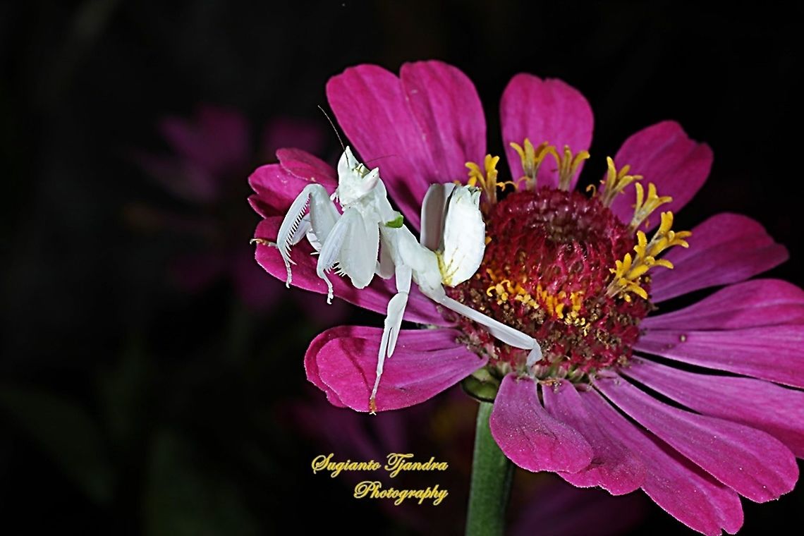 White flower mantis, Hymenopus (Hymenopodidae)  Geotagged,Indonesia,Spring