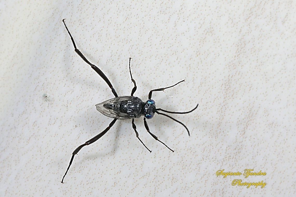 Ensign Wasp, Evania appendigaster, Evaniidae  Evania appendigaster,Evonia appendigaster,Geotagged,Indonesia,Spring