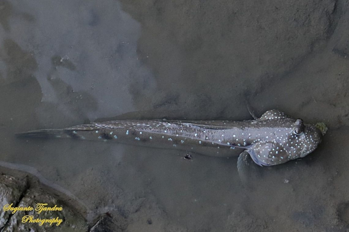 Mudskipper (Tembakul), Oxudercinae  Geotagged,Indonesia,Spring
