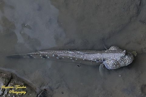 Mudskipper (Tembakul), Oxudercinae  Geotagged,Indonesia,Spring
