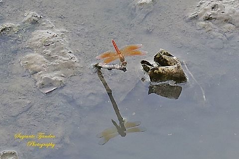 Dragon fly - "Reflection"  Geotagged,Indonesia,Spring