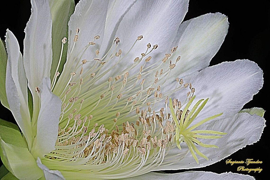 Night Blooming Cereus cactus flower  Geotagged,Indonesia,Spring