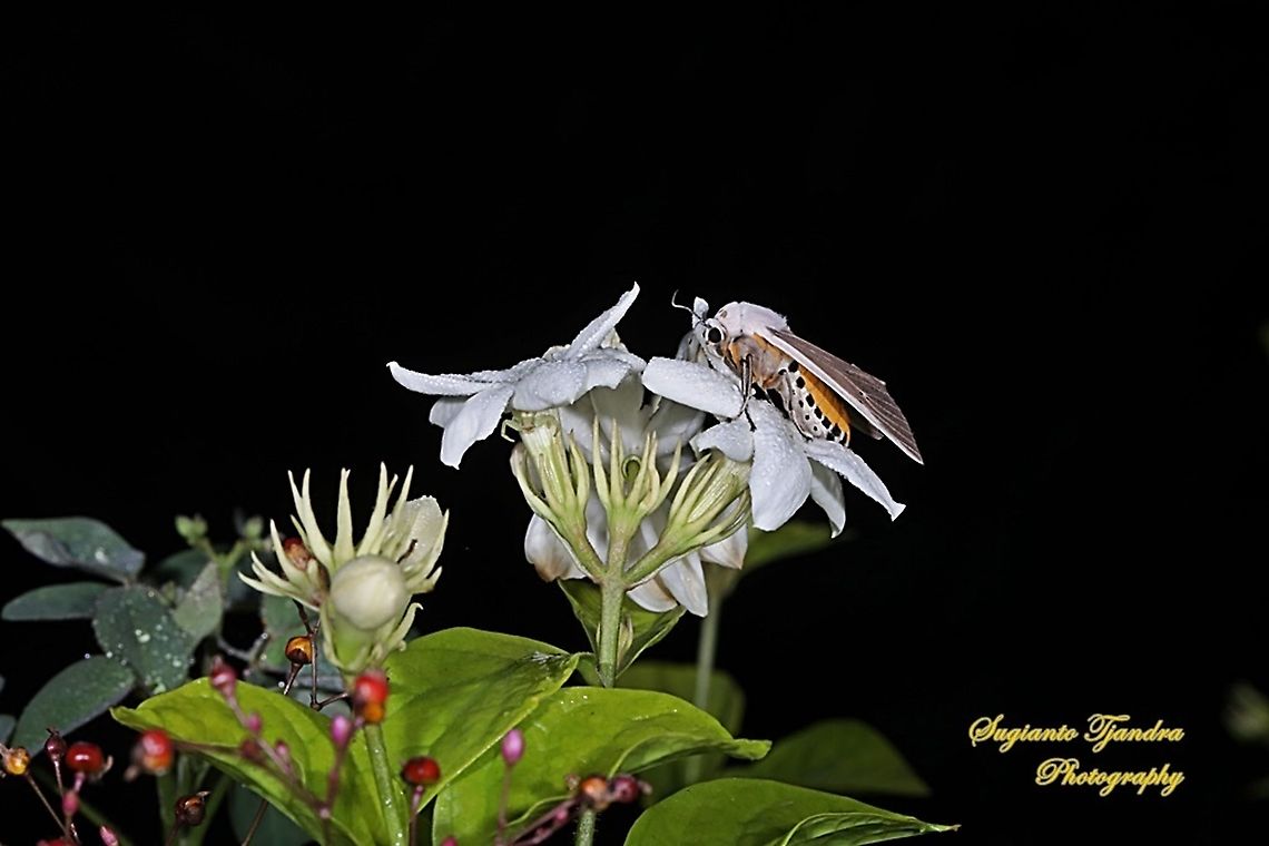 Moth on the Star Jasmine flower  Geotagged,Indonesia,Spring