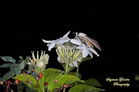 Moth on the Star Jasmine flower  Geotagged,Indonesia,Spring