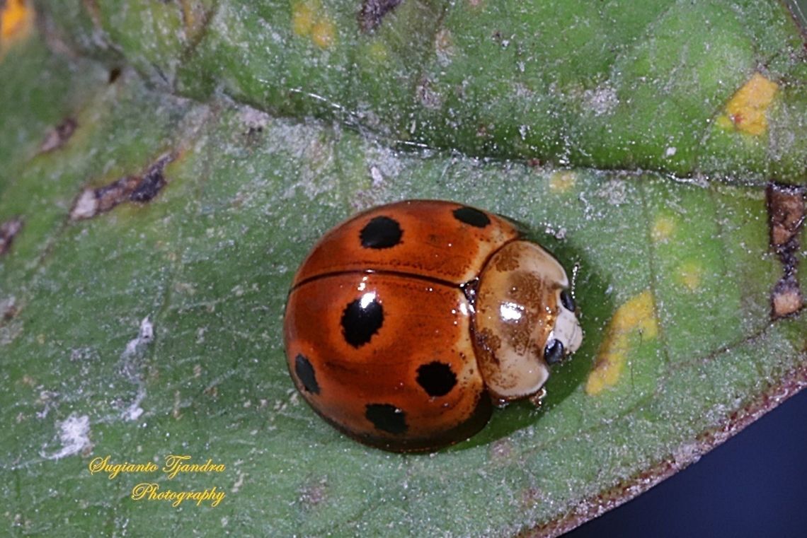 Lady Beetle, Coccinellidae  Geotagged,Indonesia,Spring