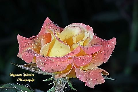 Bicolor Rose  Geotagged,Indonesia,Spring