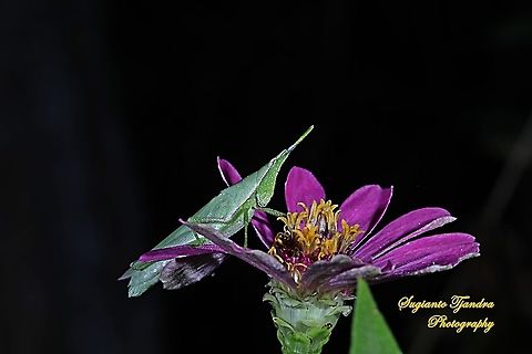 Vegetable grasshopper-Atractomorpha similis Sp.  Atractomorpha similis,Geotagged,Indonesia,Spring