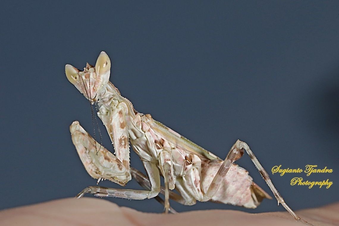 Flower Mantis, Creobroter Sp  Geotagged,Indonesia,Spring