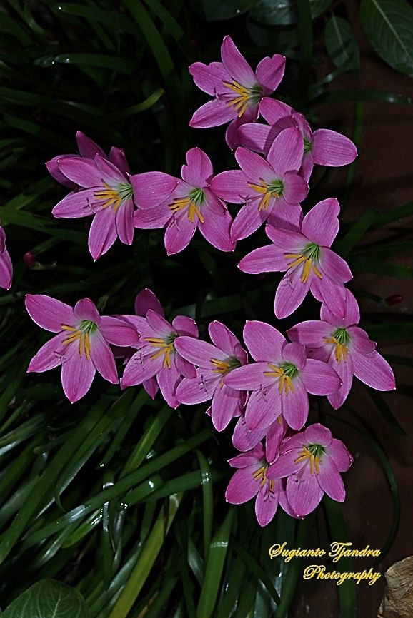 Pink rain lily, Rosepink zephyr lily (Zephyranthes carinata)  Geotagged,Indonesia,Spring,Zephyranthes carinata,rosepink zephyr lily