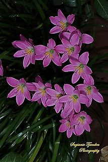 Pink rain lily, Rosepink zephyr lily (Zephyranthes carinata)  Geotagged,Indonesia,Spring,Zephyranthes carinata,rosepink zephyr lily