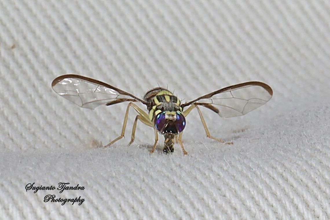 Oriental fruit fly, Bactrocera Dorsalis  Bactrocera dorsalis,Geotagged,Indonesia,Oriental Fruit Fly,Spring