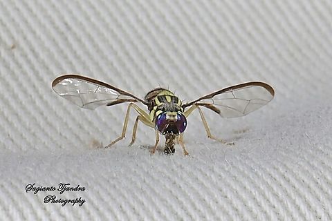 Oriental fruit fly, Bactrocera Dorsalis  Bactrocera dorsalis,Geotagged,Indonesia,Oriental Fruit Fly,Spring