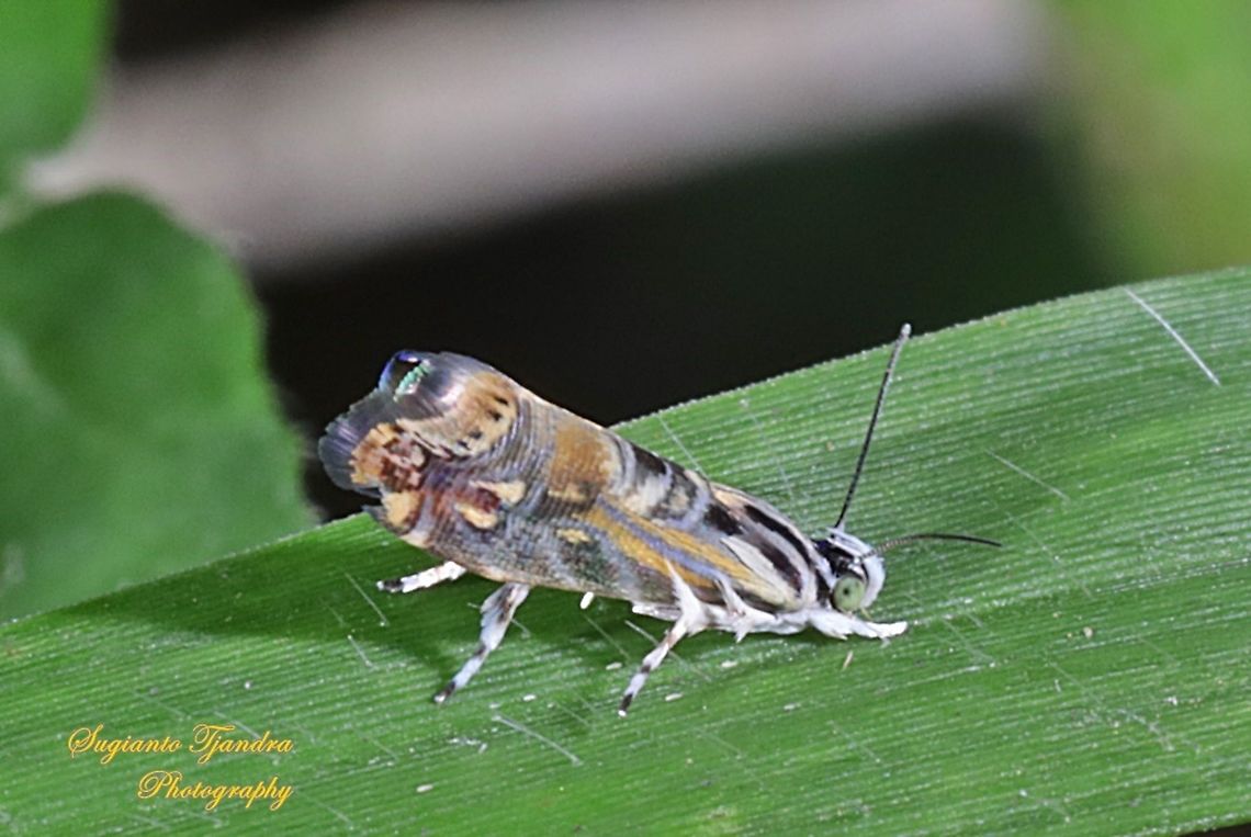Metalmark Moth, Choreutidae  Geotagged,Indonesia,Spring