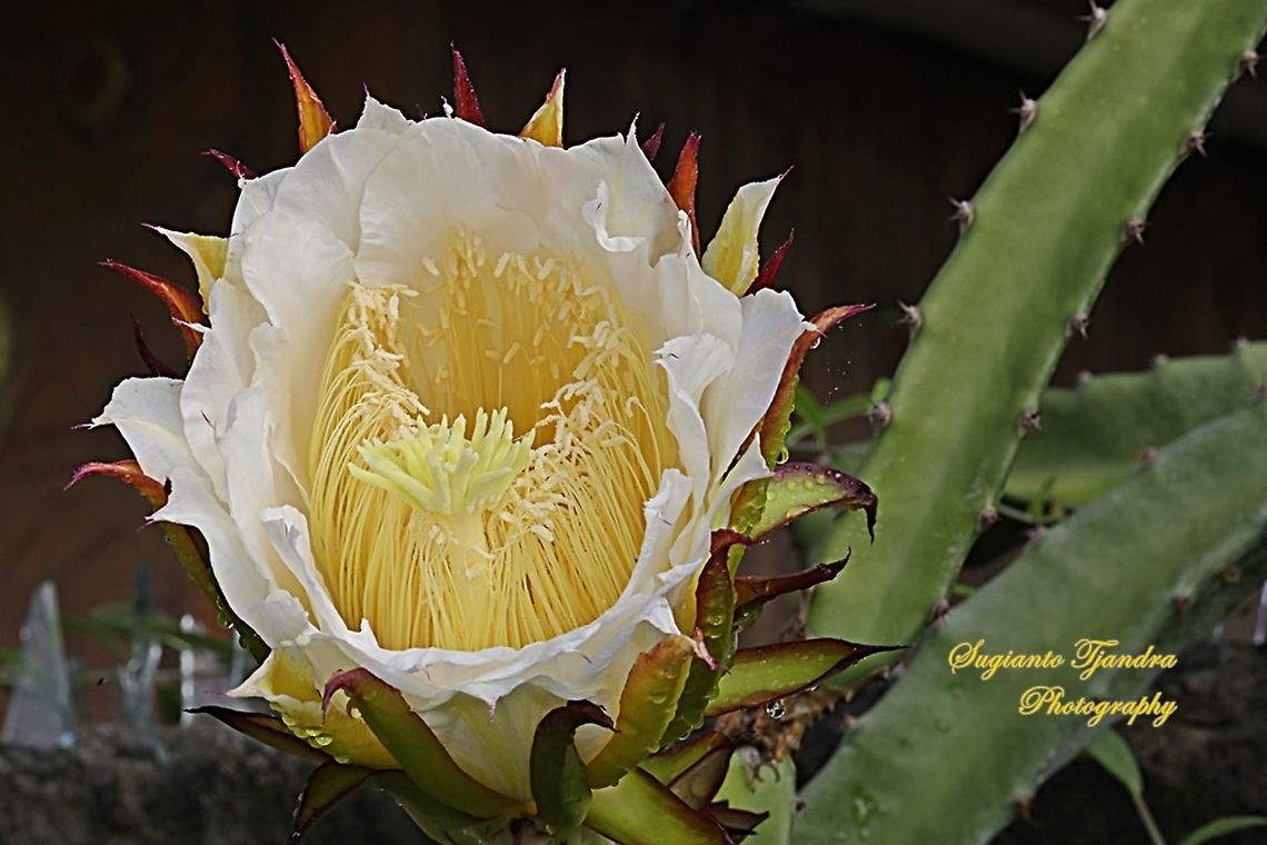 Dragon cactus flower, aka pitaya  Geotagged,Indonesia,Spring