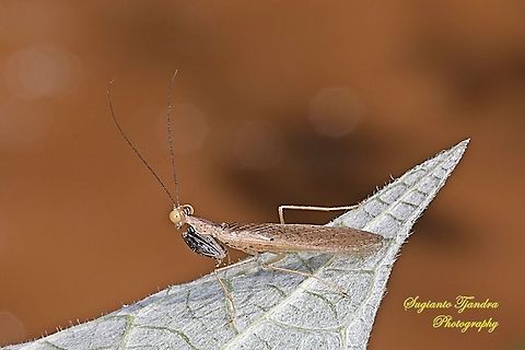 Brown praying mantis  Geotagged,Indonesia,Spring