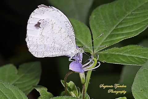 Leptosia nina fumigata, the psyche  Geotagged,Indonesia,Leptosia nina,Psyche,Spring