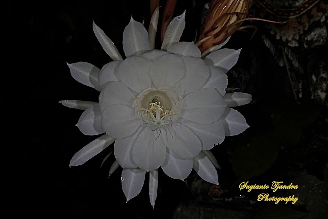 The giant "Wijaya Kusuma flower / Queen of the night", Epiphyllum oxypetalum  Dutchman's pipe cactus,Epiphyllum oxypetalum,Geotagged,Indonesia,Spring