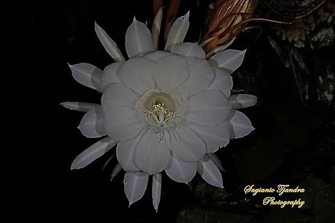 The giant "Wijaya Kusuma flower / Queen of the night", Epiphyllum oxypetalum  Dutchman's pipe cactus,Epiphyllum oxypetalum,Geotagged,Indonesia,Spring
