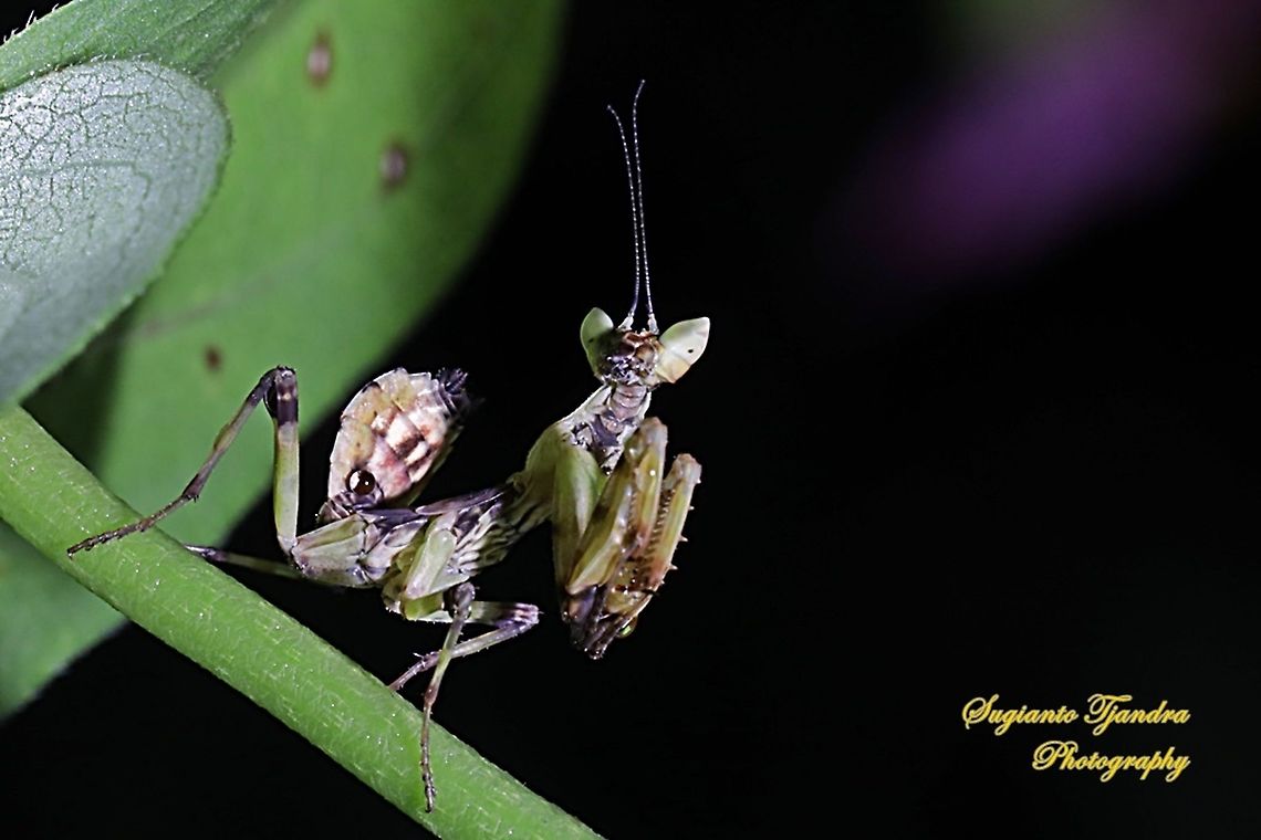 Flower mantis Nymph - Creobroter Sp  Geotagged,Indonesia,Spring