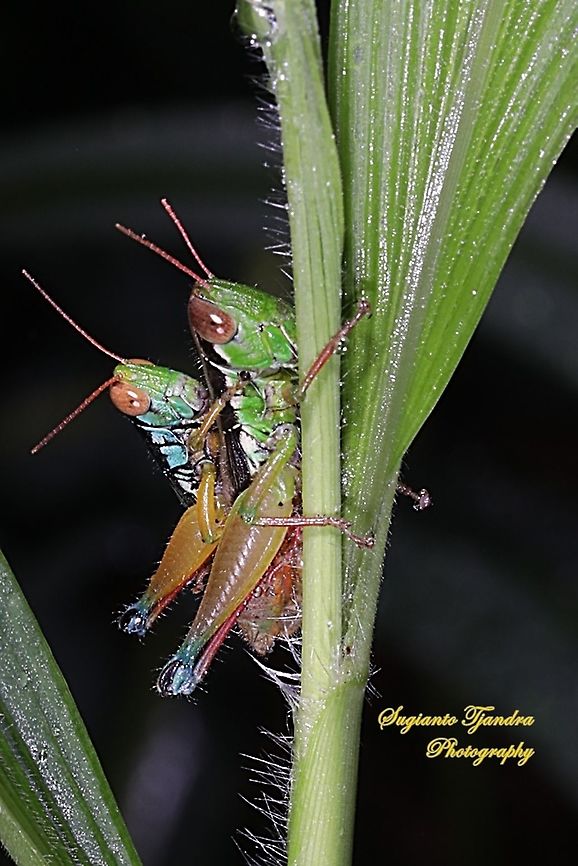 Grasshopper, Caryandra Spuria - "Mating"  Caryanda spuria,Geotagged,Indonesia,Spring
