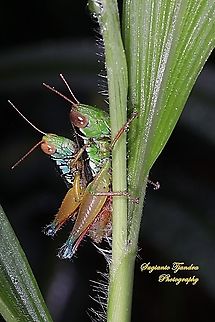 Grasshopper, Caryandra Spuria - "Mating"  Caryanda spuria,Geotagged,Indonesia,Spring
