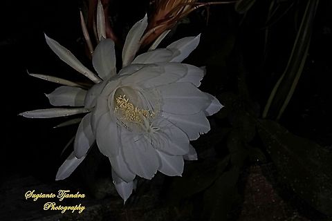 The giant "Wijaya Kusuma flower / Queen of the night", Epiphyllum oxypetalum  Dutchman's pipe cactus,Epiphyllum oxypetalum,Geotagged,Indonesia,Spring