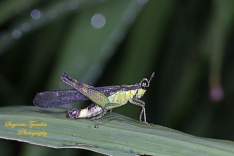Monkey Hopper, Erucius sp.  Geotagged,Indonesia,Spring