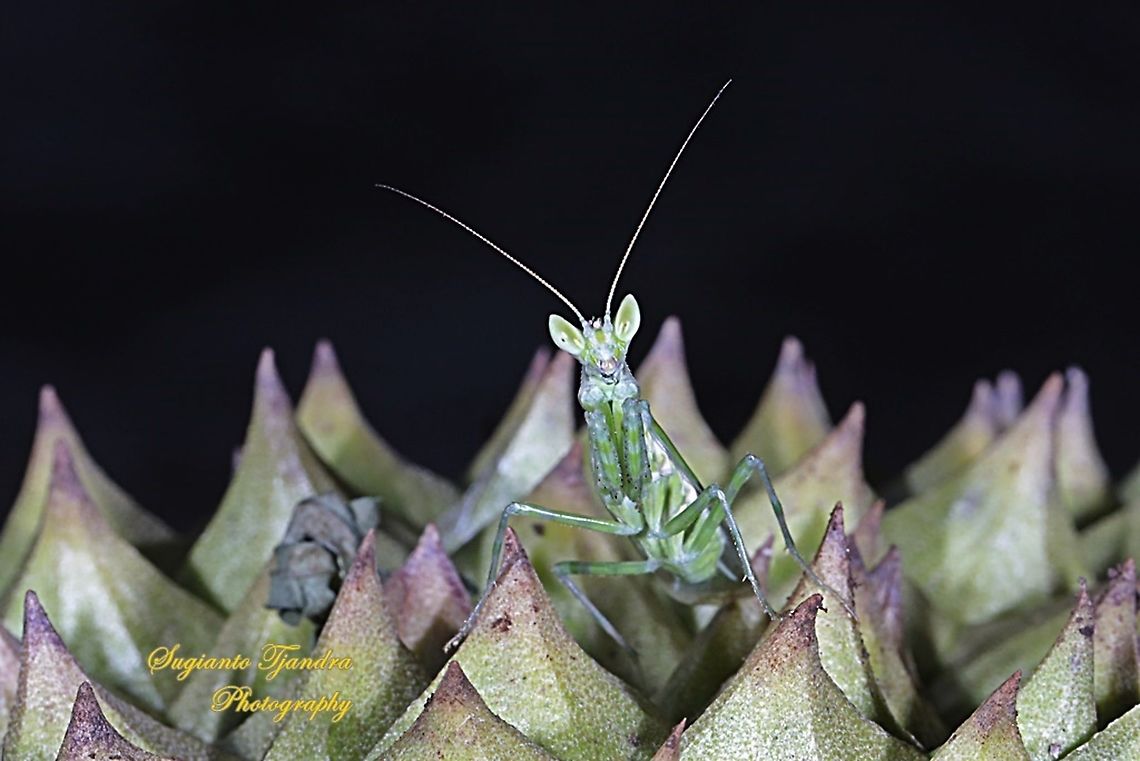 Flower mantis - Creobroter Sp  Geotagged,Indonesia,Spring